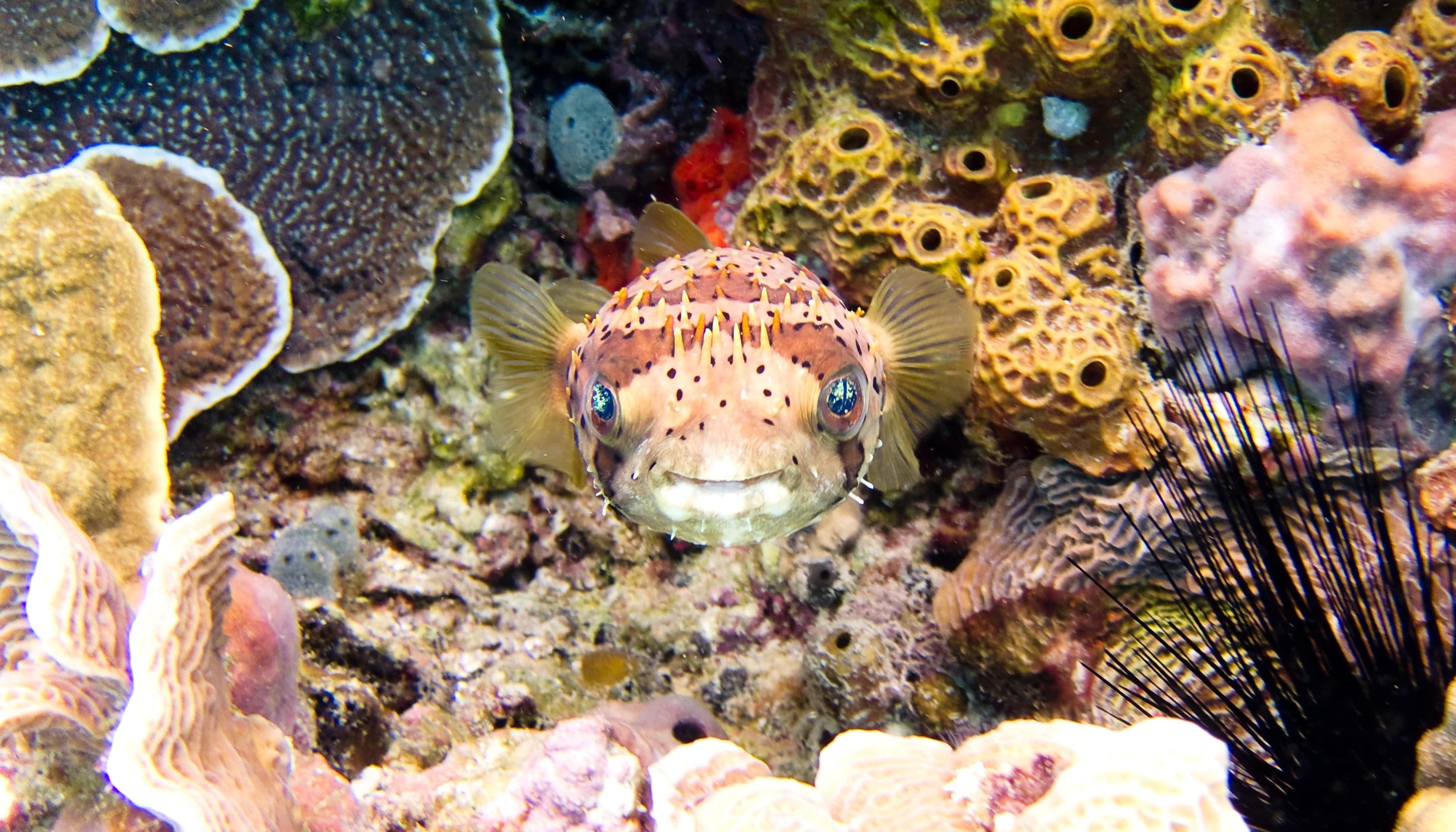 MXCZM - Cozumel - Snorkeling - vlad tchompalov.jpg