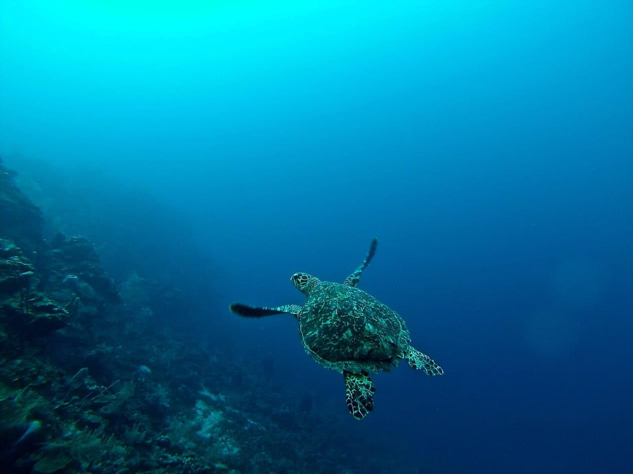 Hnrtb Roatán Island, Honduras Photo Credit Belongs To Erin Simmons