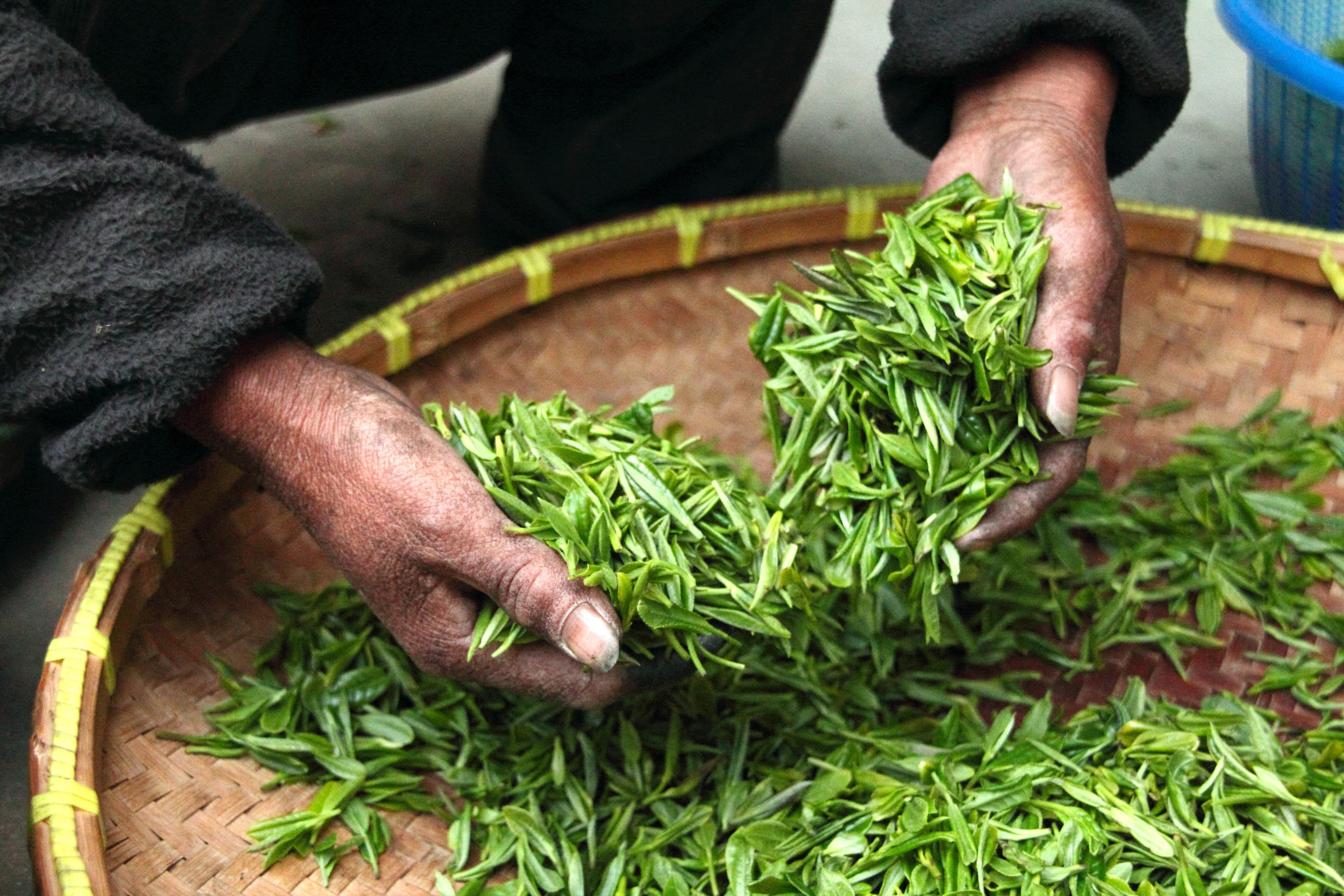 Tea Plantations in Assam