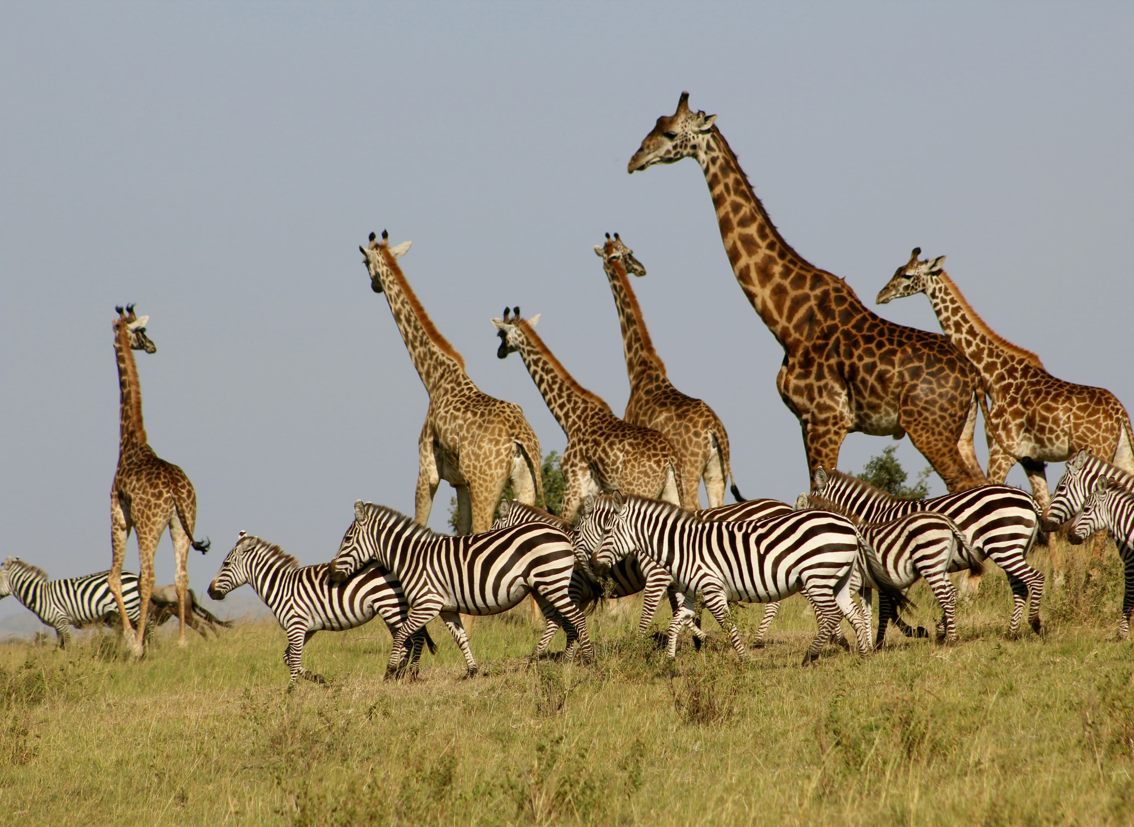 Maasai Mara , Kenya