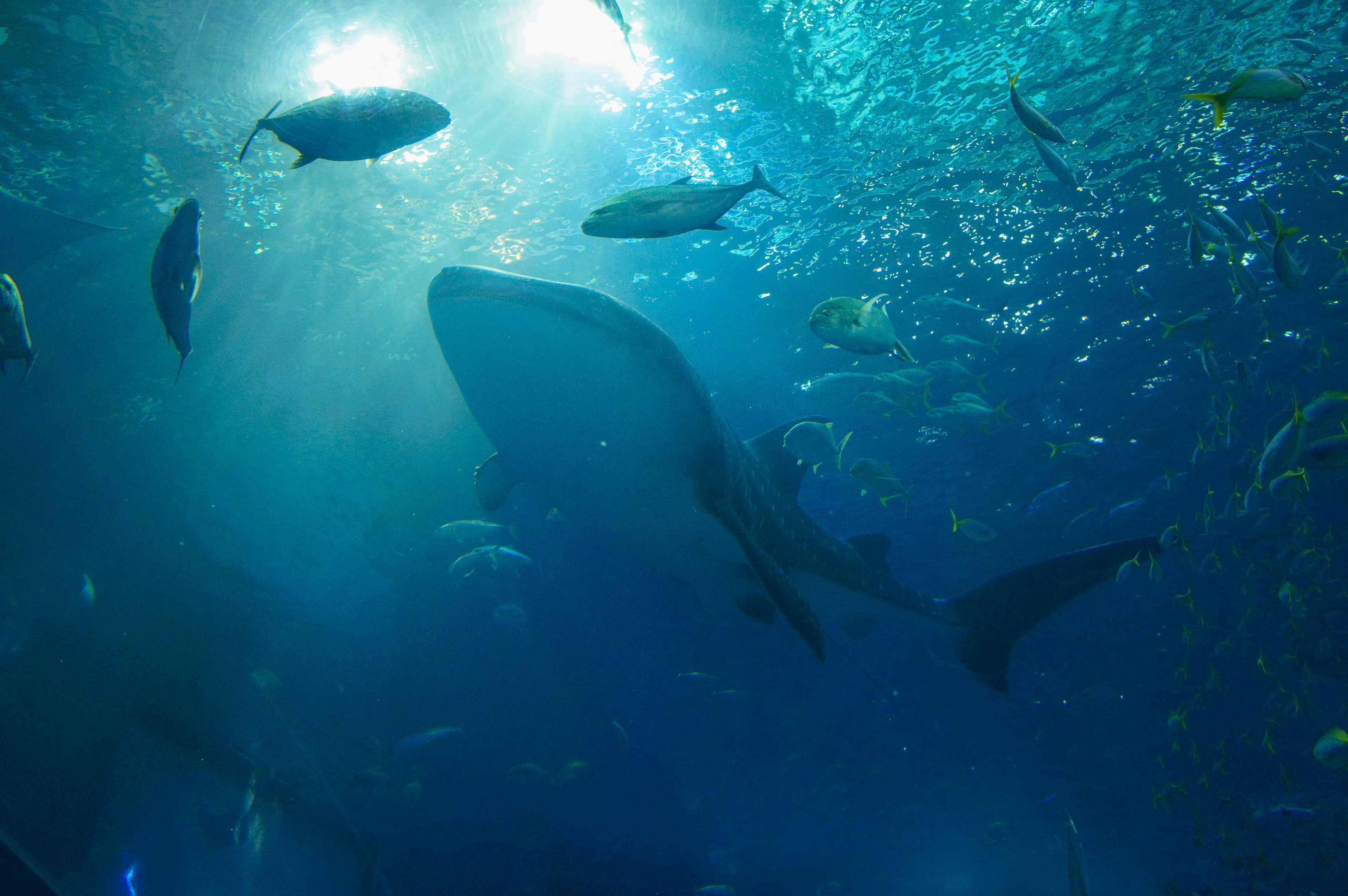 Okinawa Churaumi Aquarium, 424 Azaishikawa, Motobu, Okinawa, Japan